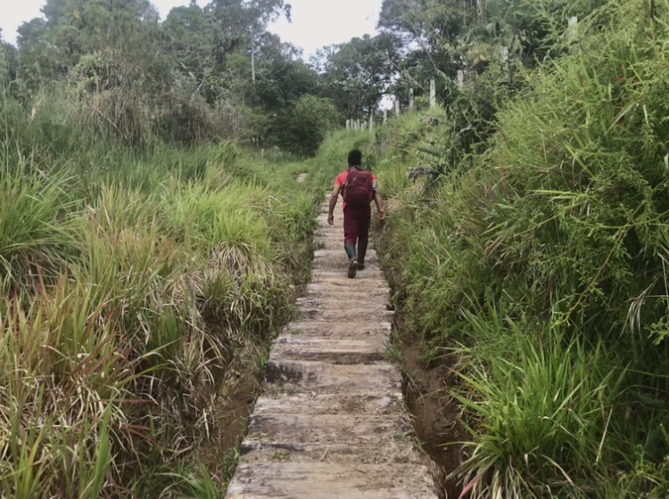 Pasto near the town of Pacto Sumaco.