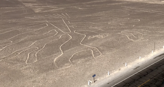 A depiction of a tree in the Nazca Lines
